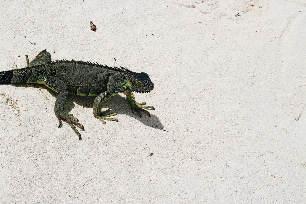 green and black iguana on white sand