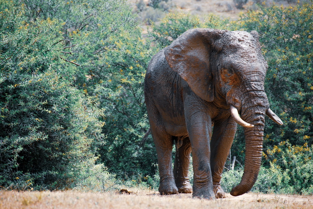 elefante che cammina su strada sterrata vicino a alberi verdi durante il giorno