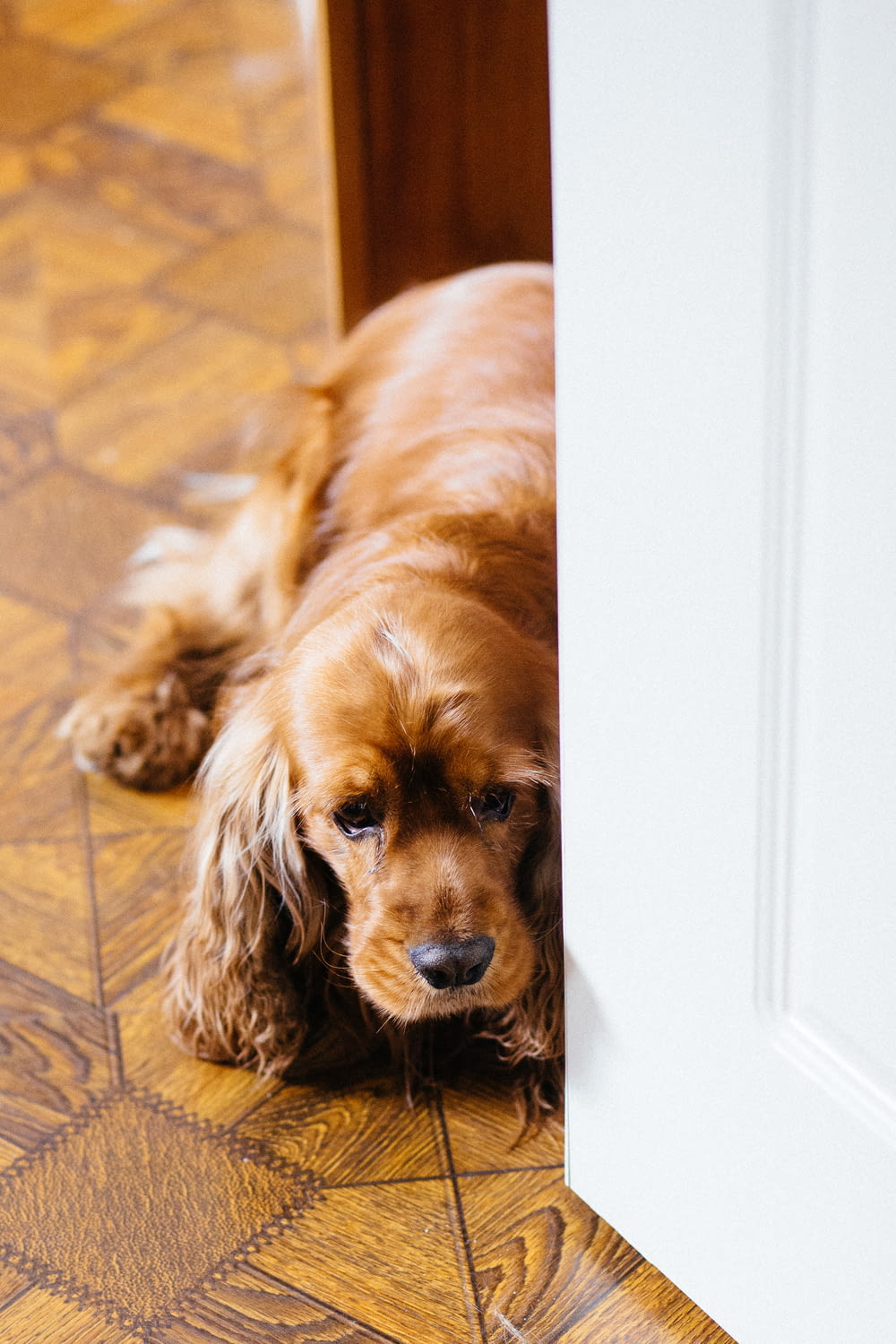 brown long coated small dog lying on floor