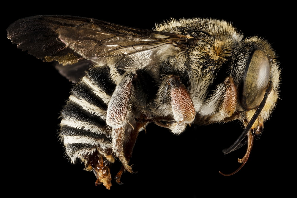 Schwarz-weiß gestreifte Biene