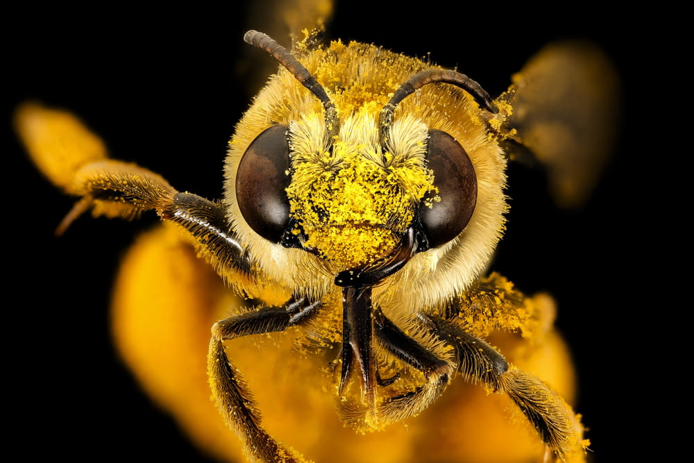 yellow and black bee on orange flower