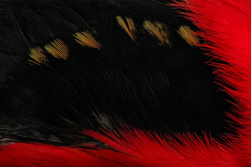 black and yellow feather on red textile
