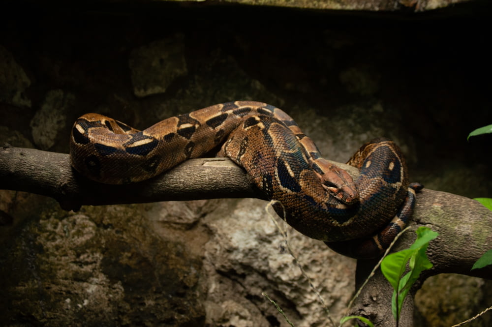 serpiente marrón y negra sobre roca gris