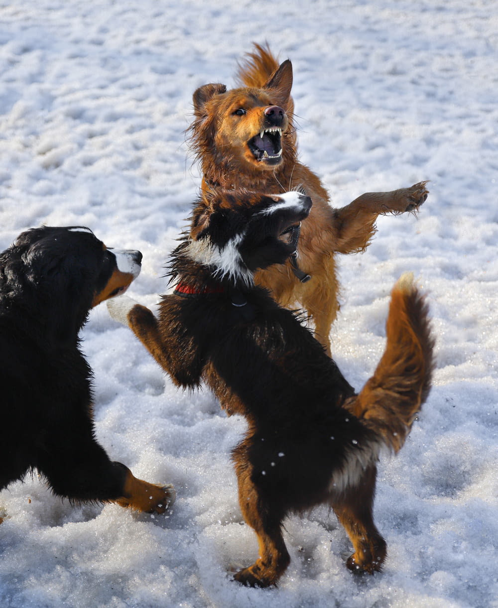 black and brown short coated dog running on snow covered ground during daytime