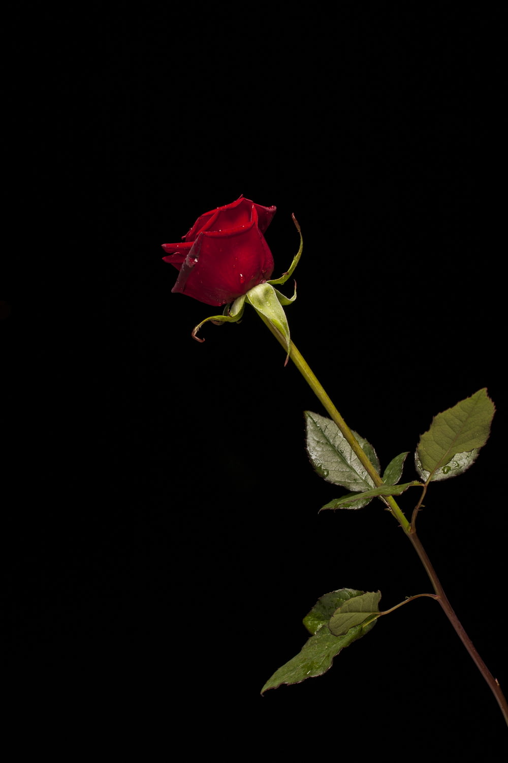 Rote Rose in Blüte mit schwarzem Hintergrund