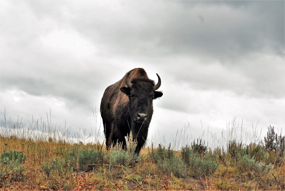 black bison on green grass field under white clouds during daytime