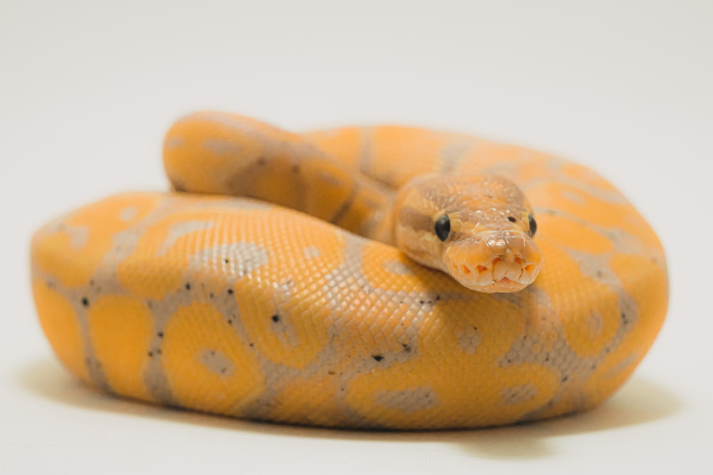 gelbe und weiße Schlange auf weißer Oberfläche