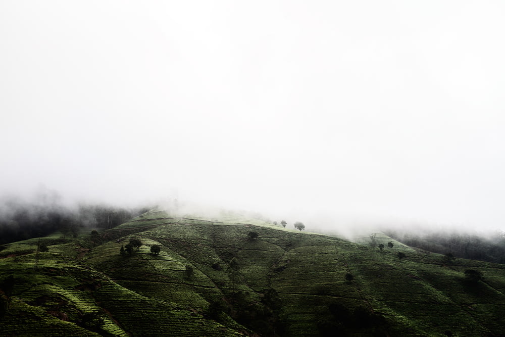 霧で緑の草に覆われた山
