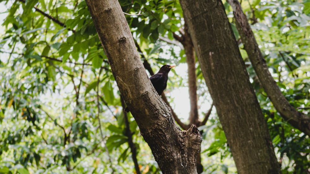 black bird on brown tree