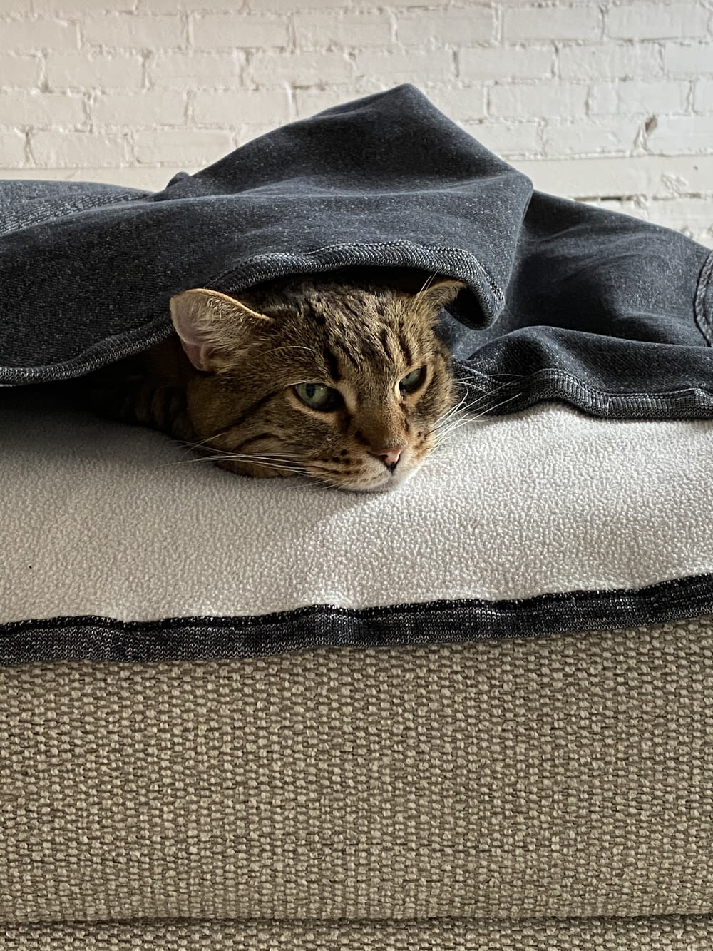 gatto soriano marrone su tessuto grigio