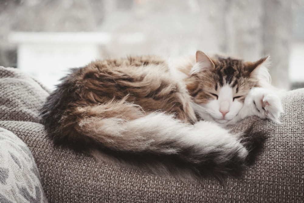 brown and white cat lying on gray textile