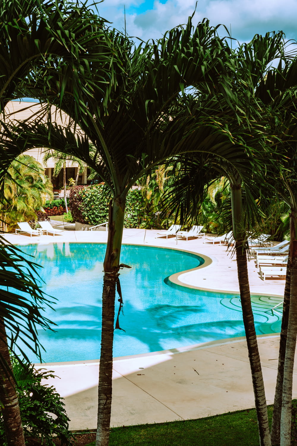 green palm tree near swimming pool during daytime