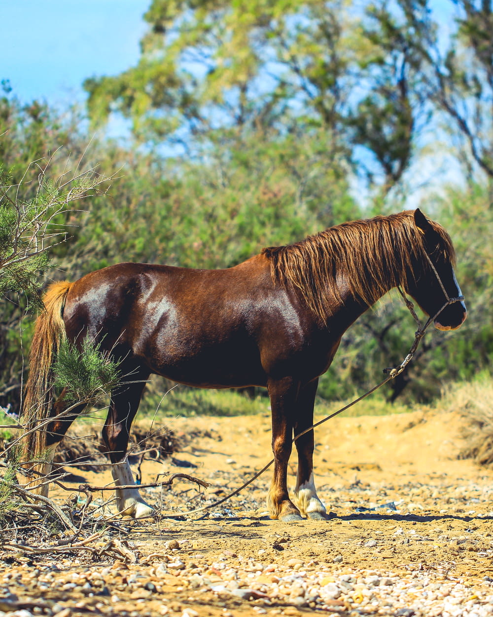 brown horse on brown soil during daytime