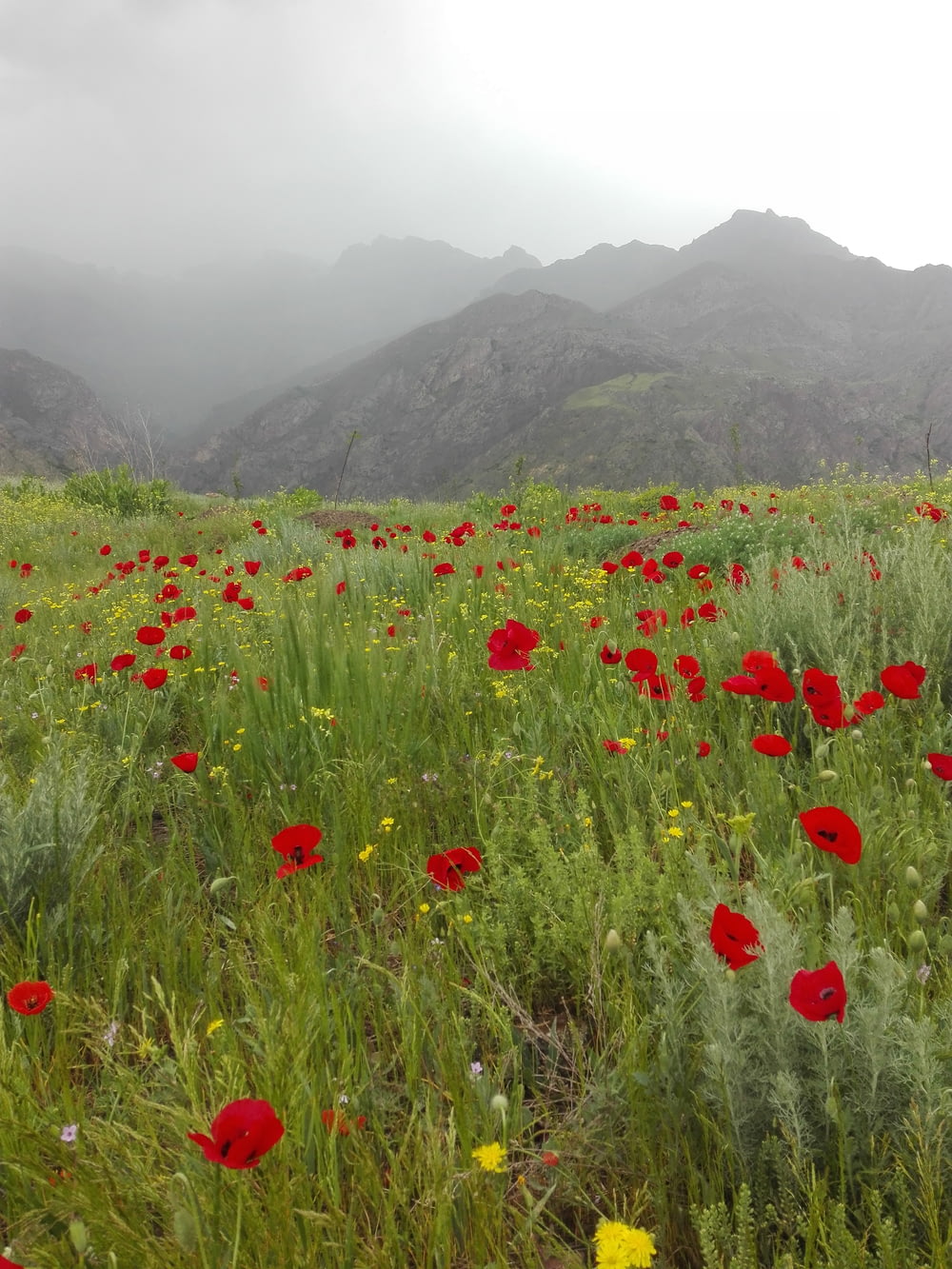 red flower field near green mountains during daytime