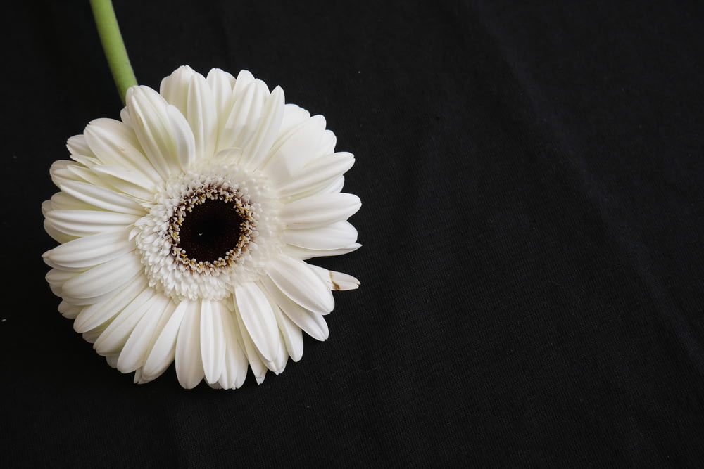 white daisy on black textile