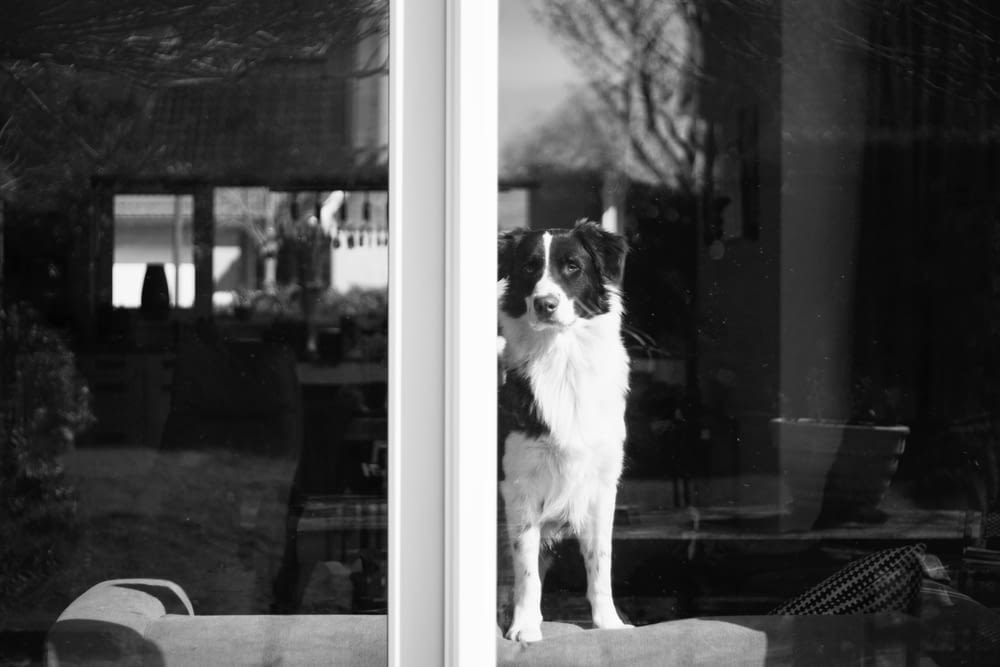 grayscale photo of border collie