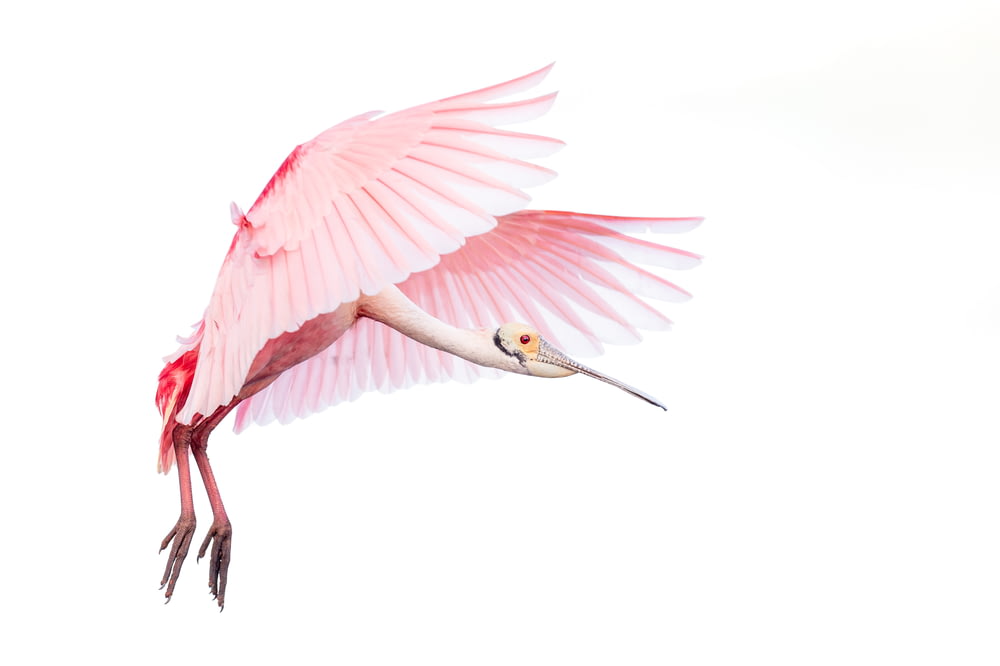 pink and white bird with white background