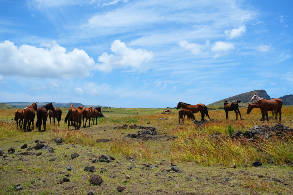 brown horses on green grass field under blue sky during daytime