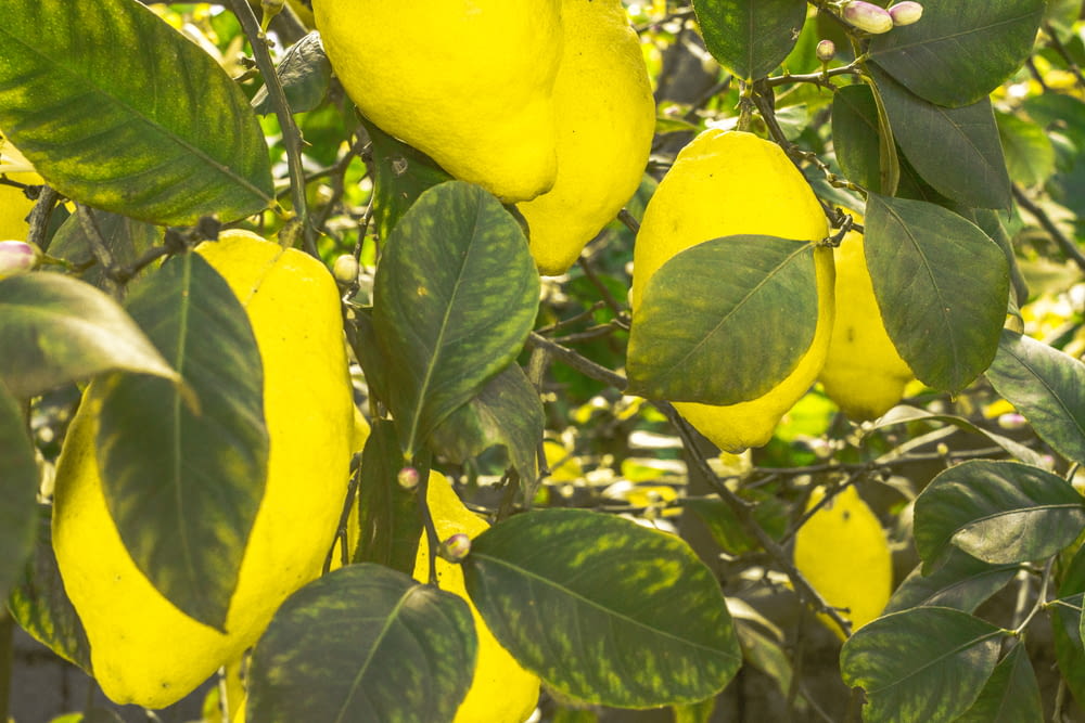 녹색 잎에 노란 과일