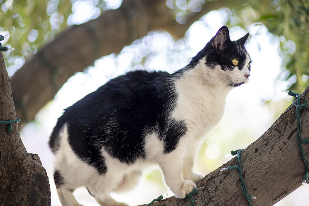 black and white cat on brown tree trunk