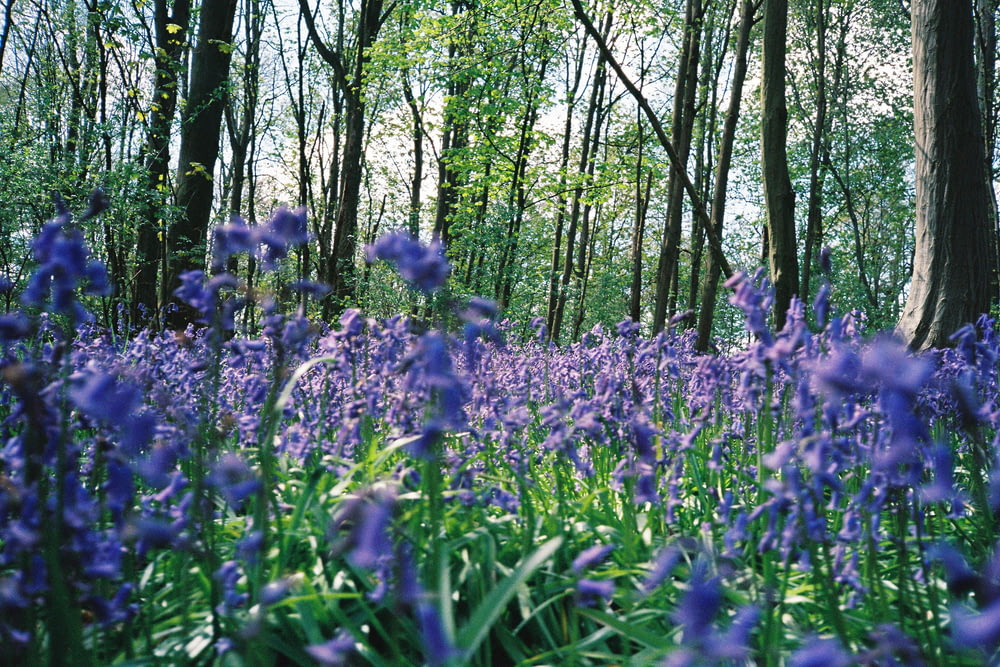 purple flower field during daytime