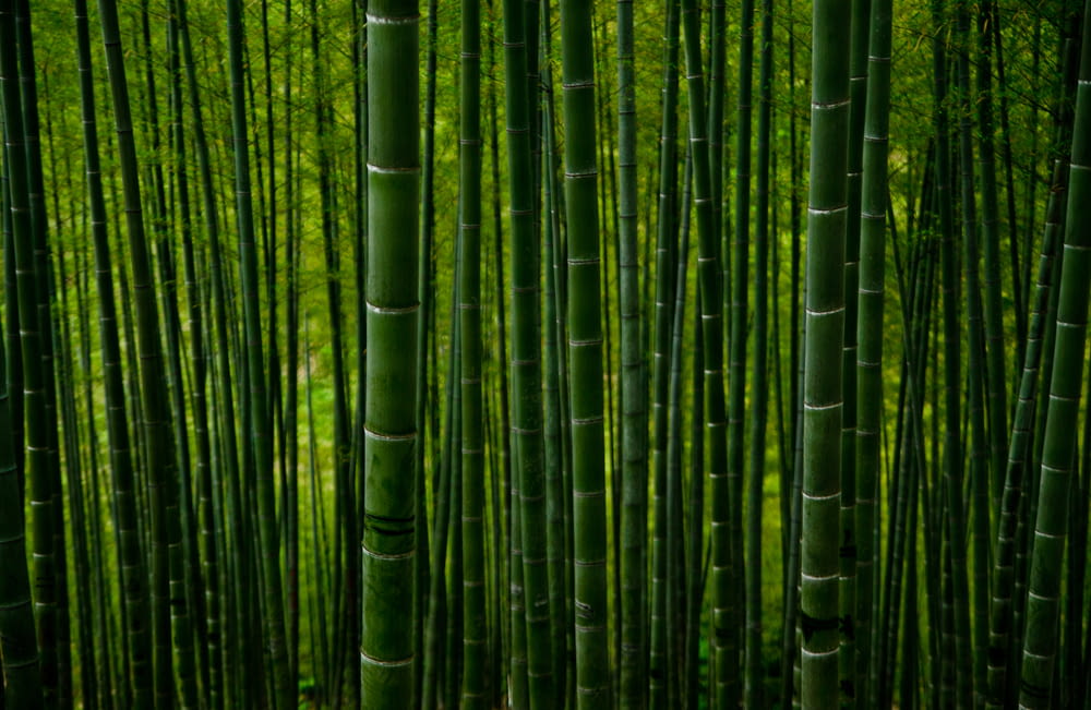 green bamboo trees during daytime