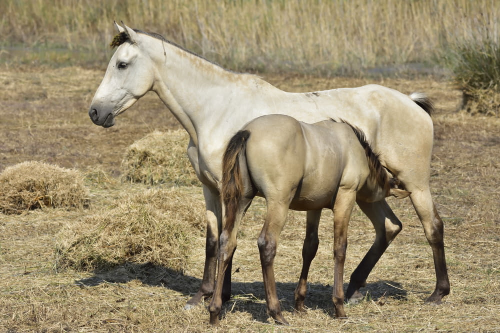 white horse on brown grass field during daytime