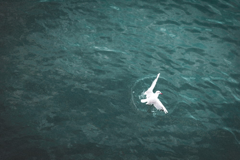 oiseau blanc volant au-dessus de la mer pendant la journée