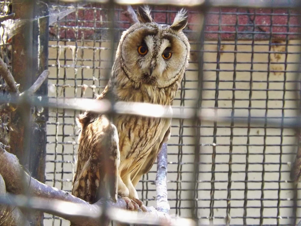 brown owl on gray metal cage