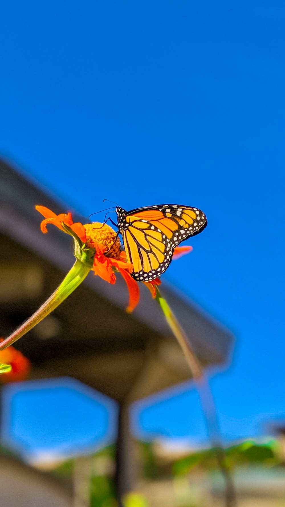 オオカバマダラはオレンジ色の花にとまって、昼間のクローズアップ写真で
