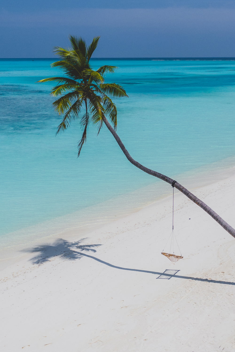 coconut tree on white sand beach during daytime