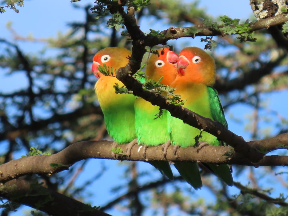 green yellow and red birds on brown tree branch