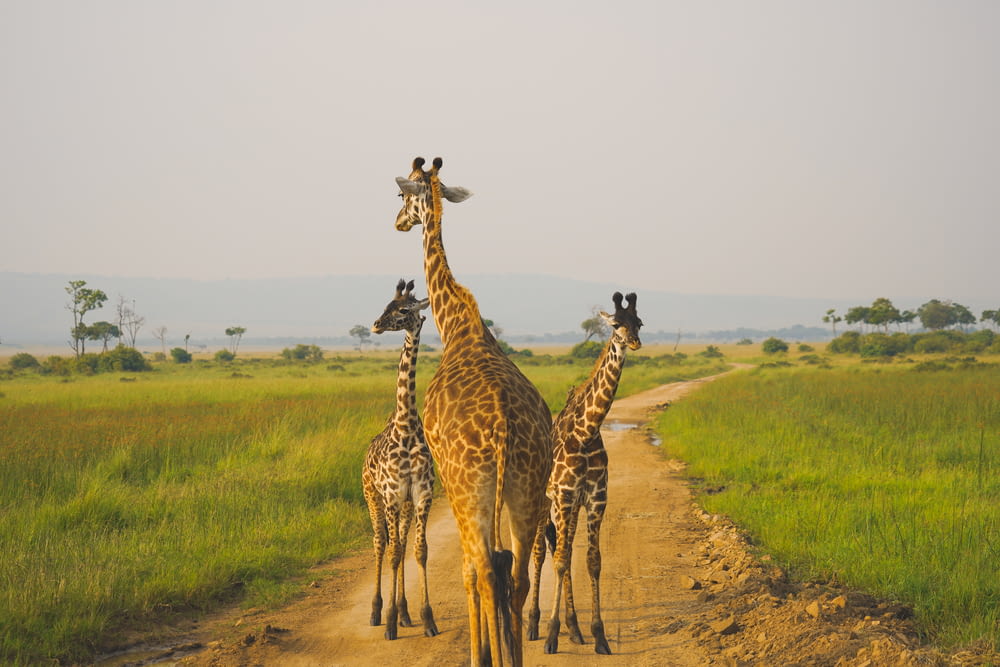 Drei Giraffen tagsüber auf brauner Wiese