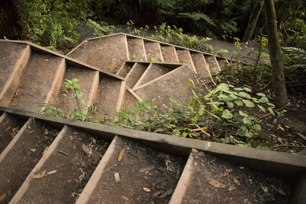 brown concrete stairs surrounded by green plants