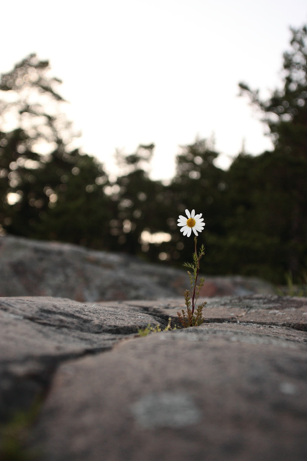 white daisy flower on gray rock