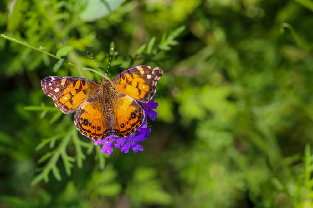 yellow and black butterfly on purple flower