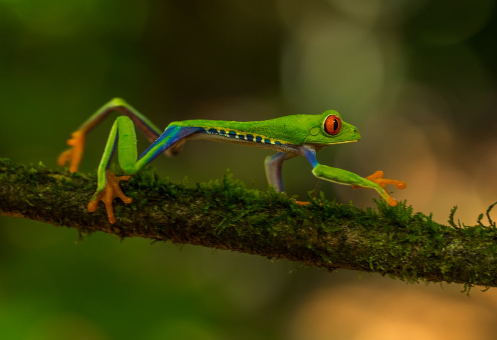 green frog on brown tree branch