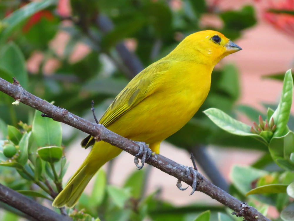 pájaro amarillo en la rama marrón de un árbol