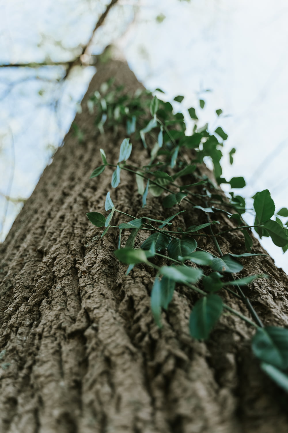 plante verte sur tronc d’arbre brun