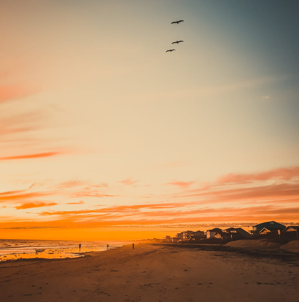 birds flying over the beach during sunset