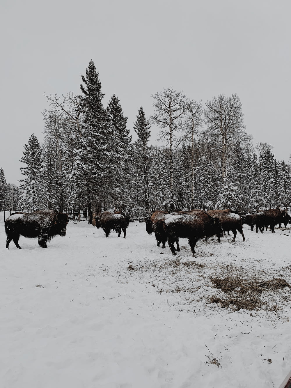 brown cow on snow covered ground during daytime
