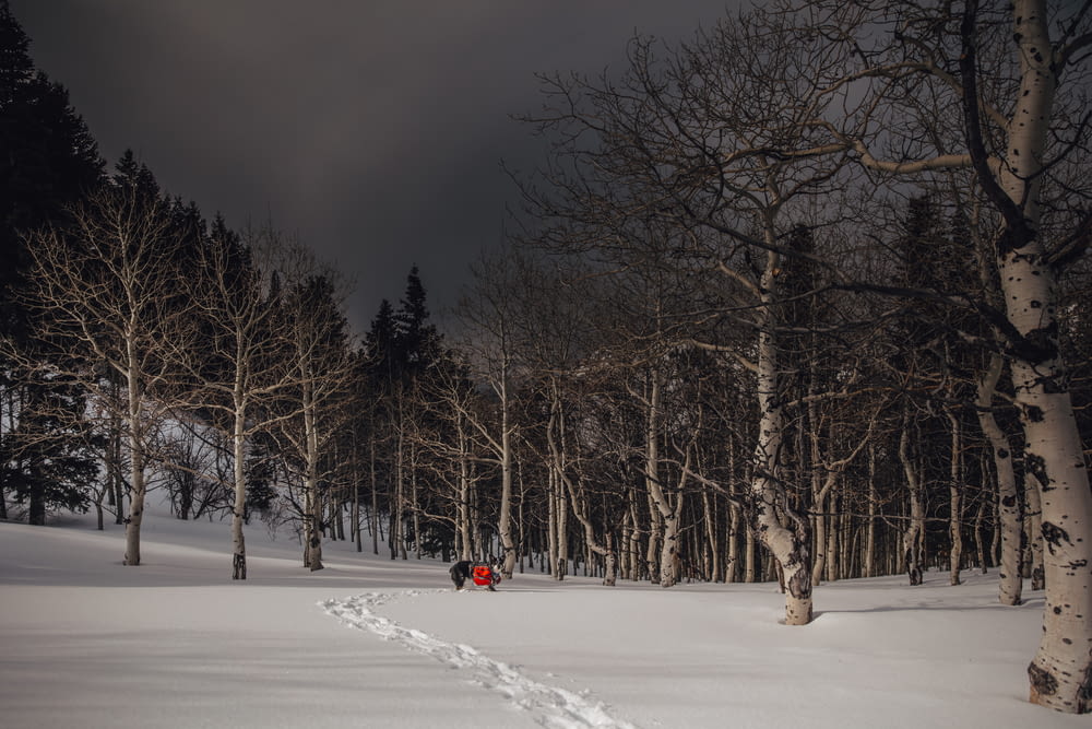 person in red jacket riding on red snow board on snow covered ground during night time