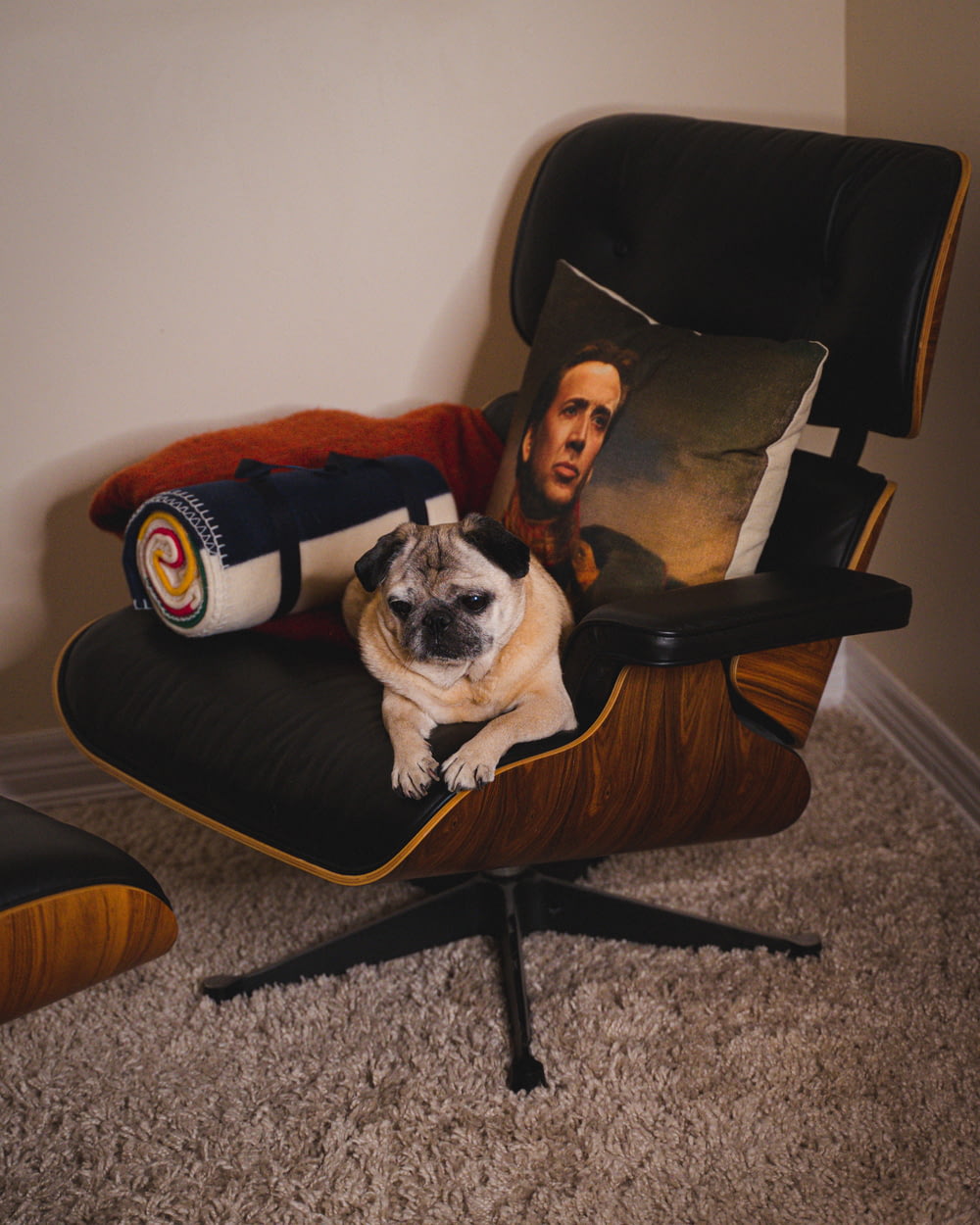 fawn pug on black and brown padded armchair