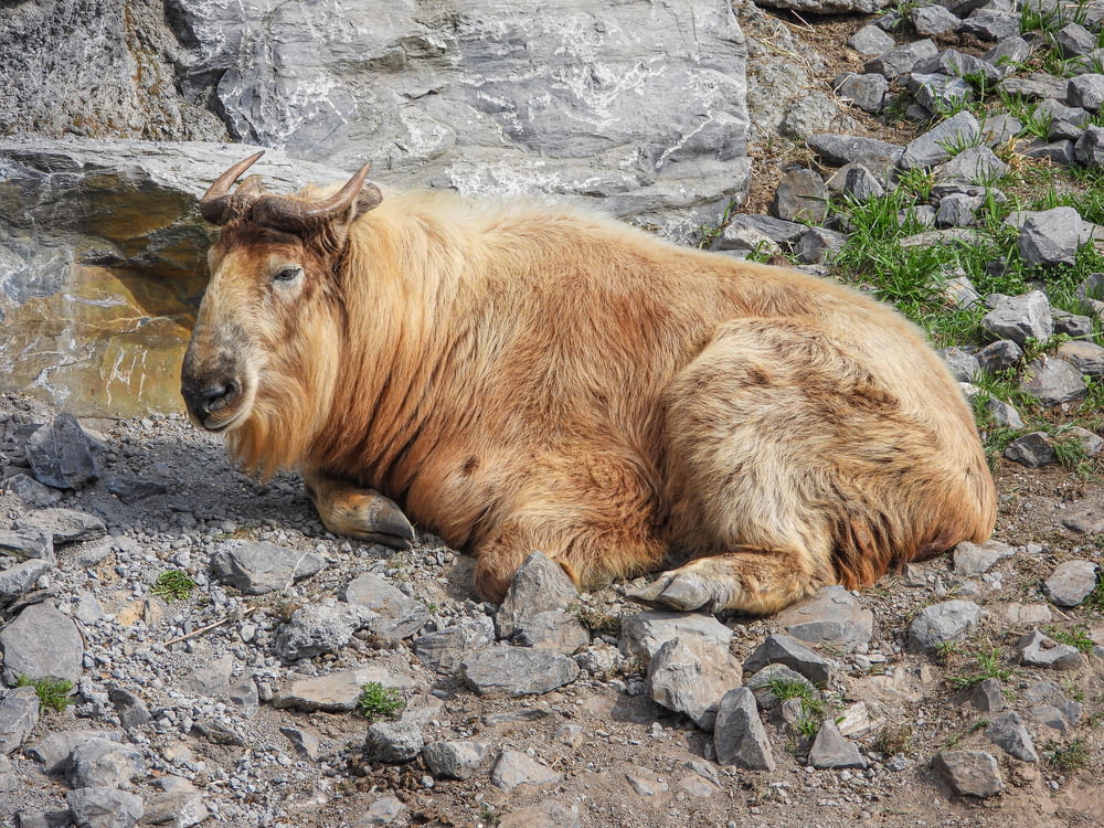 Takin (gnu goat) resting on a rock bottom