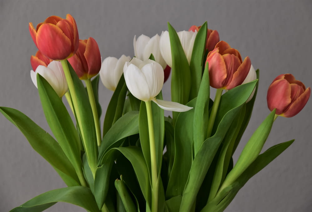 red and white tulips in white vase