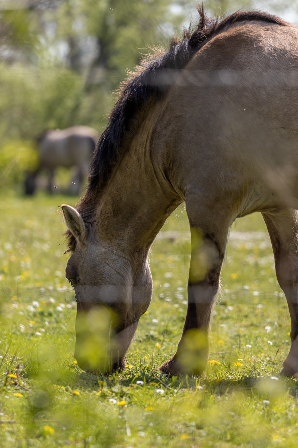 brown horse eating grass during daytime