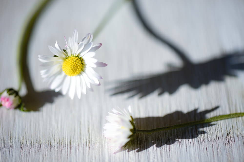 white and yellow flower on brown wooden surface