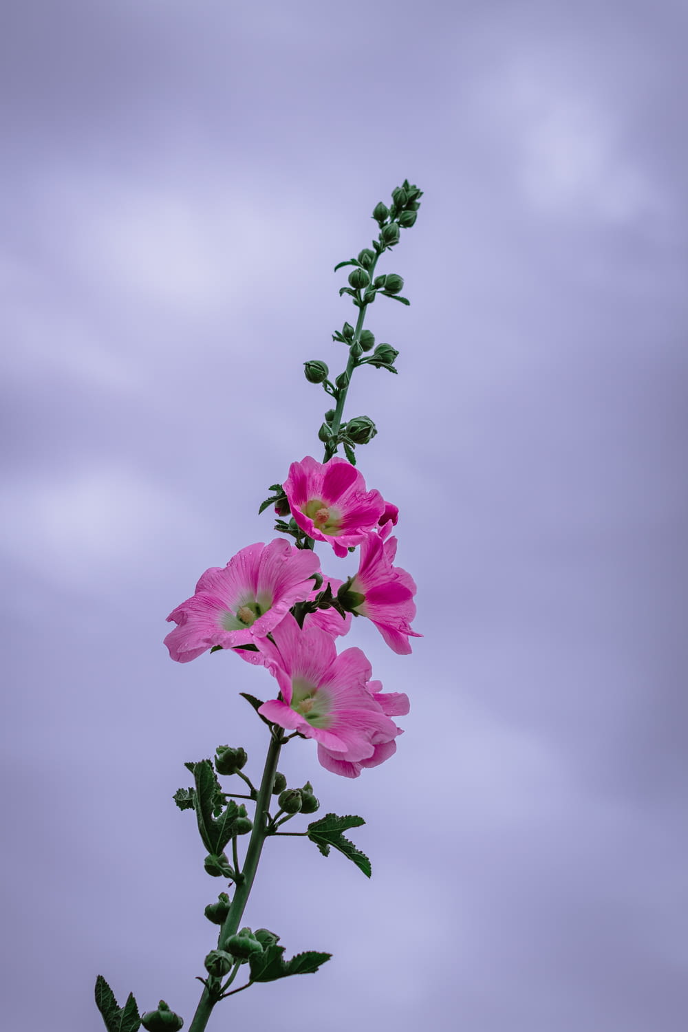 fleur rose sous ciel nuageux pendant la journée