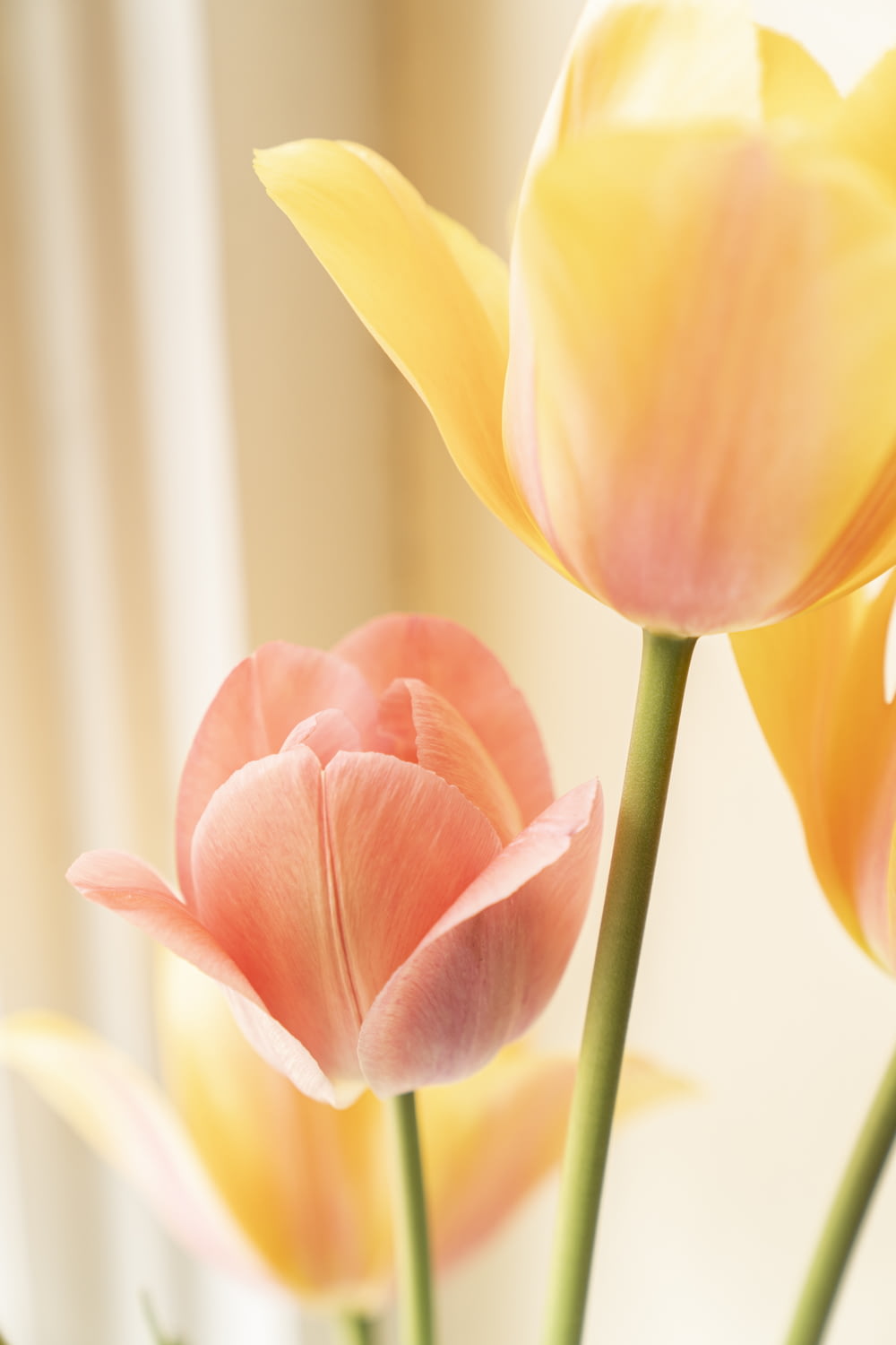 tulipa amarela e vermelha na foto de close up da flor