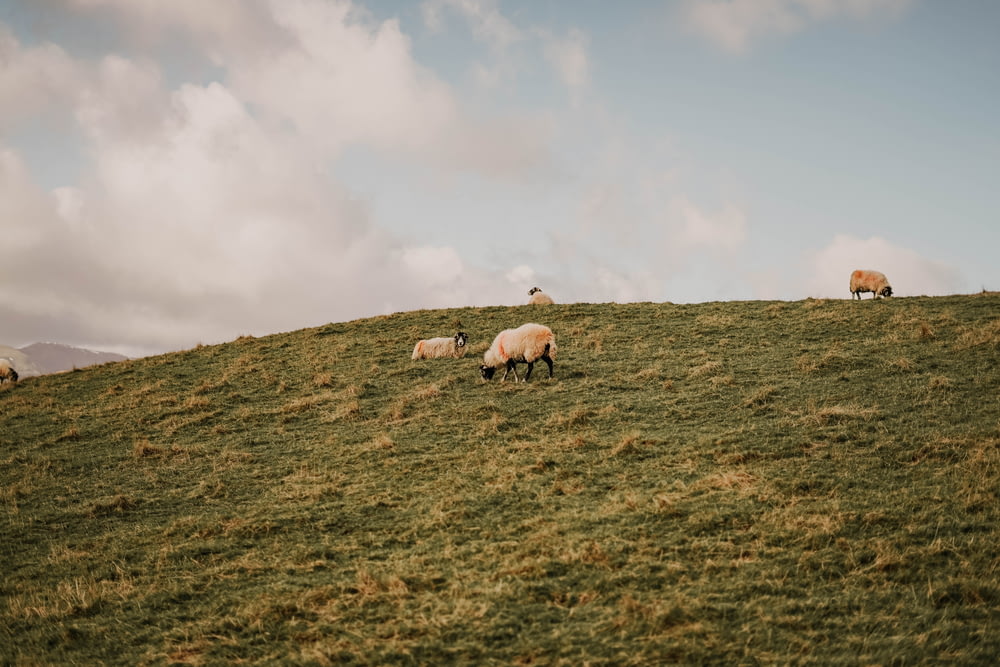 three white and brown sheep on green grass field under white cloudy sky during daytime